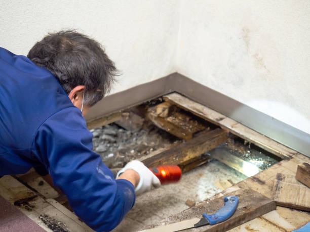 Best Black Mold Removal  in Ridgecrest, FL