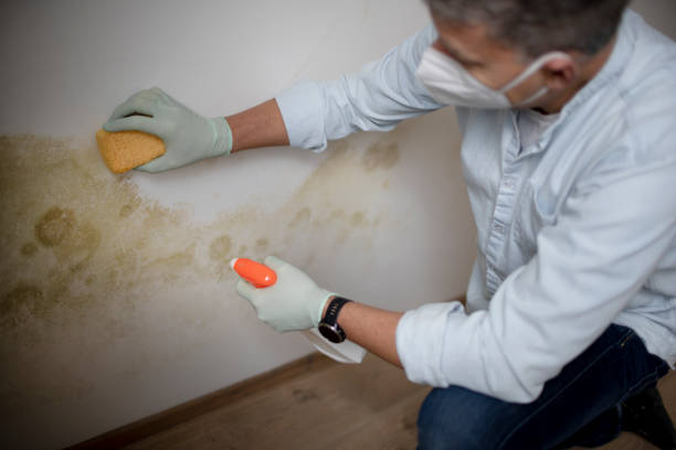 Best Affordable Mold Removal  in Ridgecrest, FL