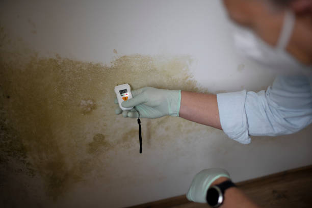 Best Office Mold Removal Services  in Ridgecrest, FL