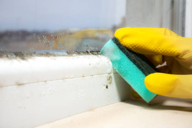 Best Local Mold Removal Service  in Ridgecrest, FL