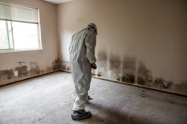 Best Commercial Mold Removal  in Ridgecrest, FL