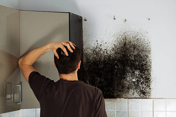 Best Mold Testing  in Ridgecrest, FL