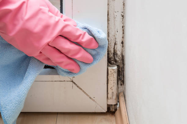 Best Fast Mold Removal  in Ridgecrest, FL