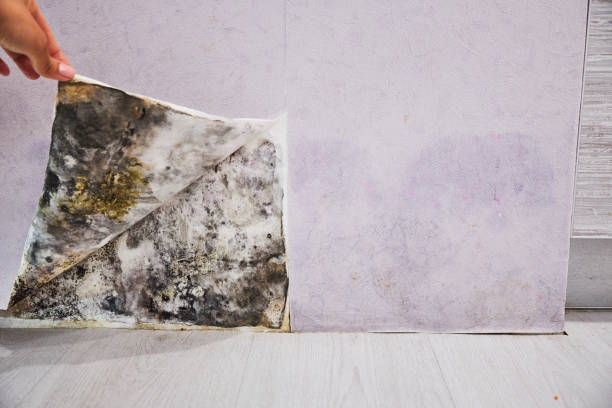 Best Emergency Mold Removal  in Ridgecrest, FL
